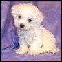Kawaii Puppy