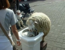 Sheep Water Fountain