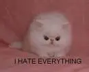 emo kitten