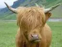 emo bull