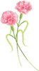 CUTE _ ROSE
