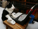 Cool Cat