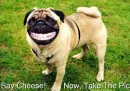 Smiley dog