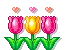 mini tulips