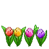 tulips