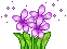 purple flowers