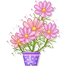 pink flowers