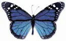ulysses butterfly