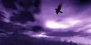 bird on the sky