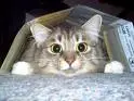 Kitty lol