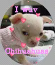 I wuv chihuahua