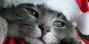 Christmas Cat