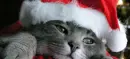 christmas cat