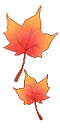 maple liefs