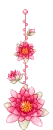 pink water lilly
