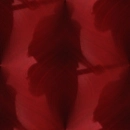 John Taylor - background tile shadow red