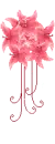 pink lilly
