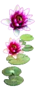 water lilly