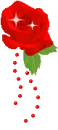 Red Rose
