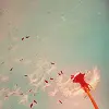 Paper stars