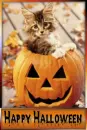 kitty and pumpkin