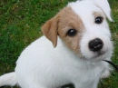 puppy!