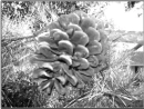 Black and White pinecone