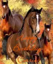 Happy birthday Corrie