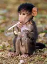 Monkey lightn up