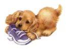 blue shoe