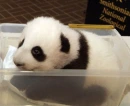 panda