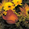 fall flowers