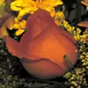 autumn rose