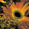 autumn flower