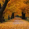 autumn outside