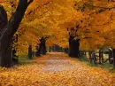 autumn outside