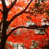 fall tree