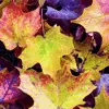 fall leaves