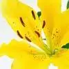 Yellow Lily