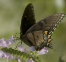 beautiful butterfly
