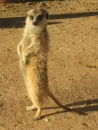Meerkat