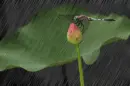 Rain, rain, go away
