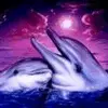 dolphins