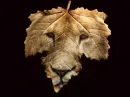 wildleaf