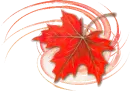 red maple leaf