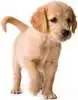cute puppy