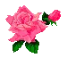 Pink Roses