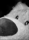Sad Bear