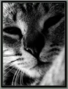Sleeping Cat