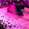 rose music splatter pink